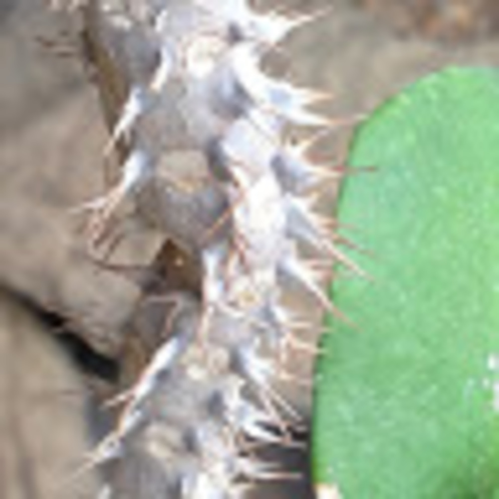 Meet your Posher, Abigail